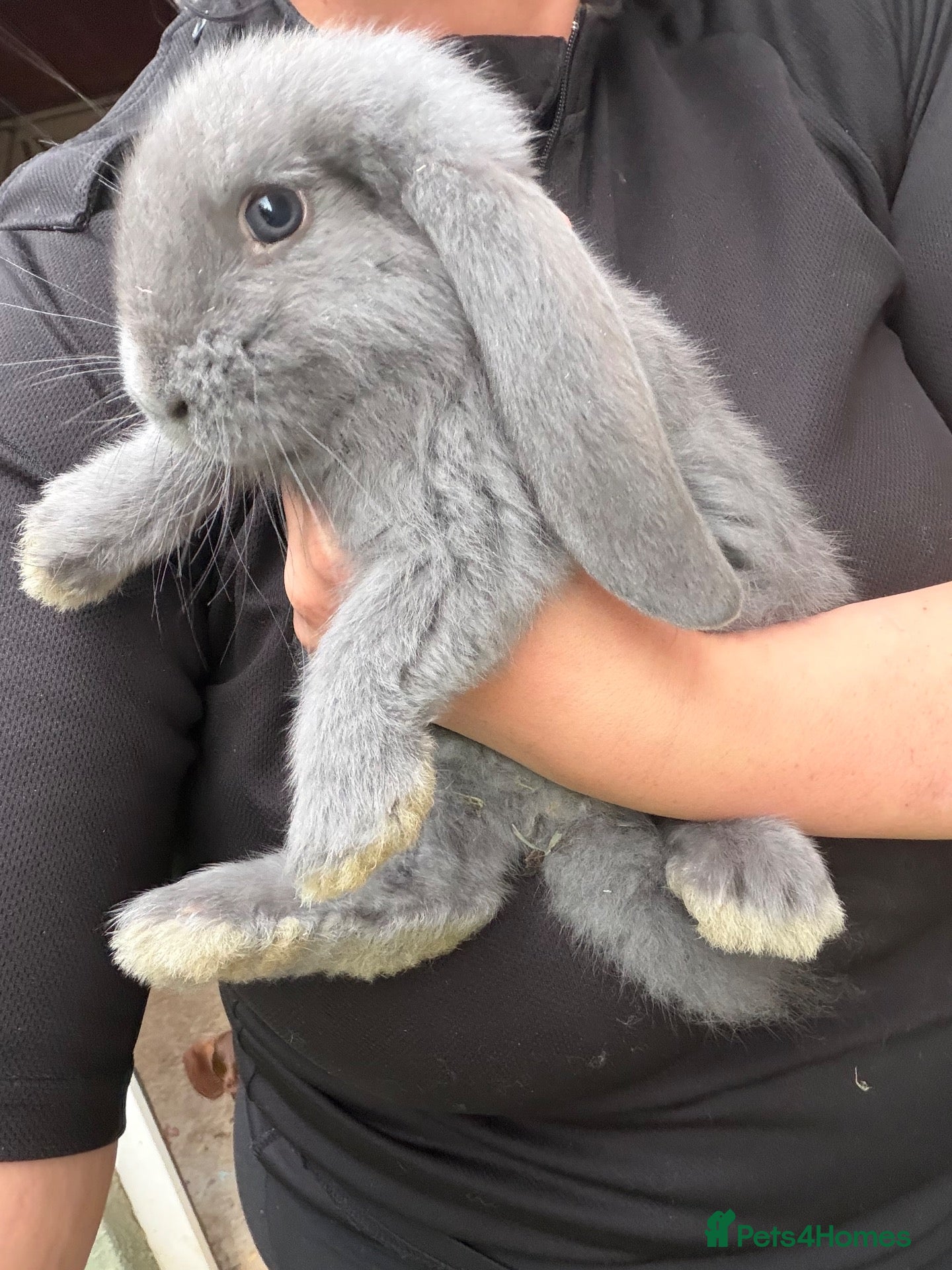 French Lop rabbits Beautiful litter of Giant French lops  - Advert 18