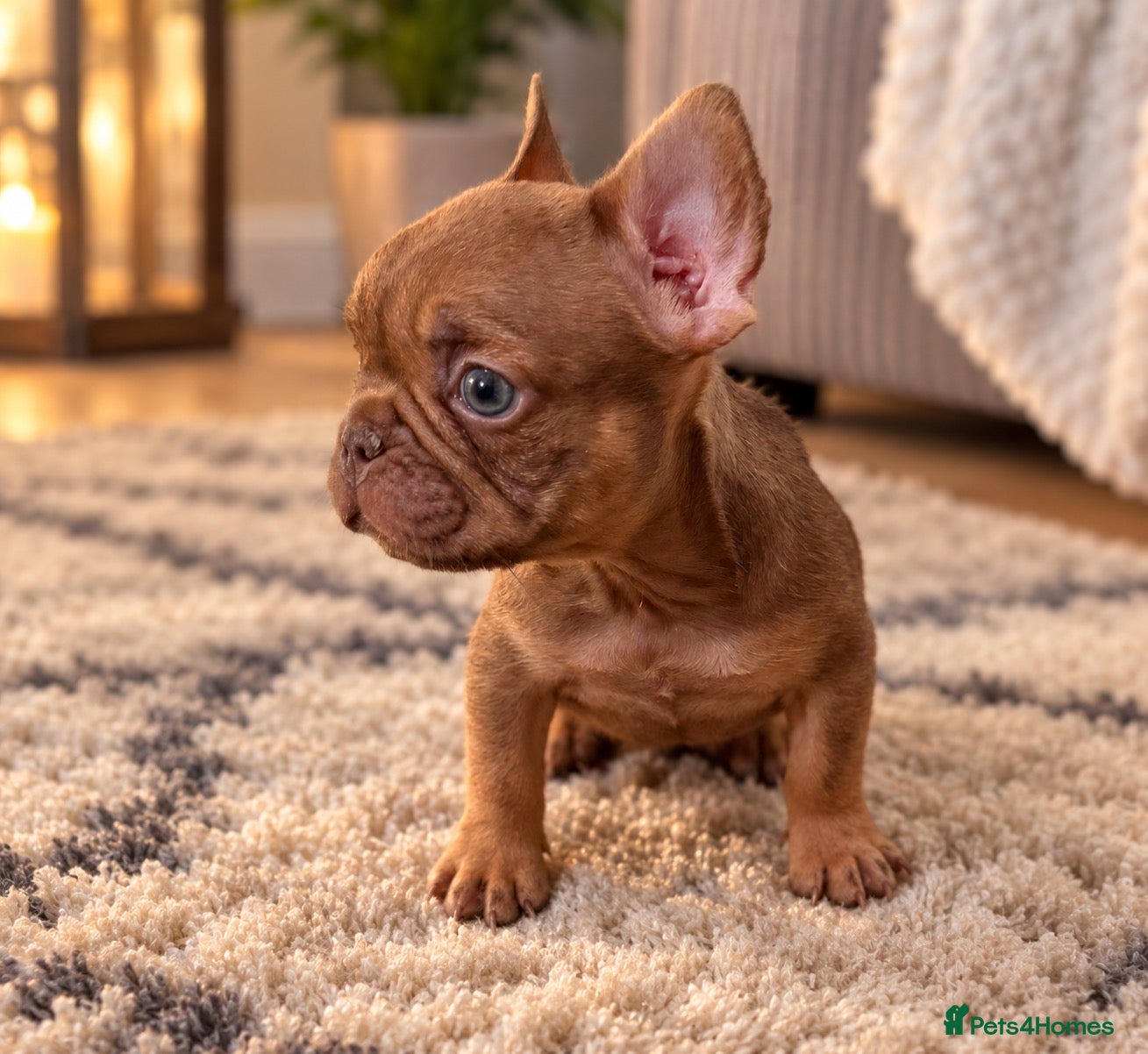 French Bulldog dogs 🐾 6 Beautiful KC Registered French Bulldog Puppys - Advert 1