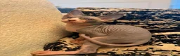 Sphynx cats for sale: 7-Month-Old Male & Female Sphynx Cats For Sale - Advert 2