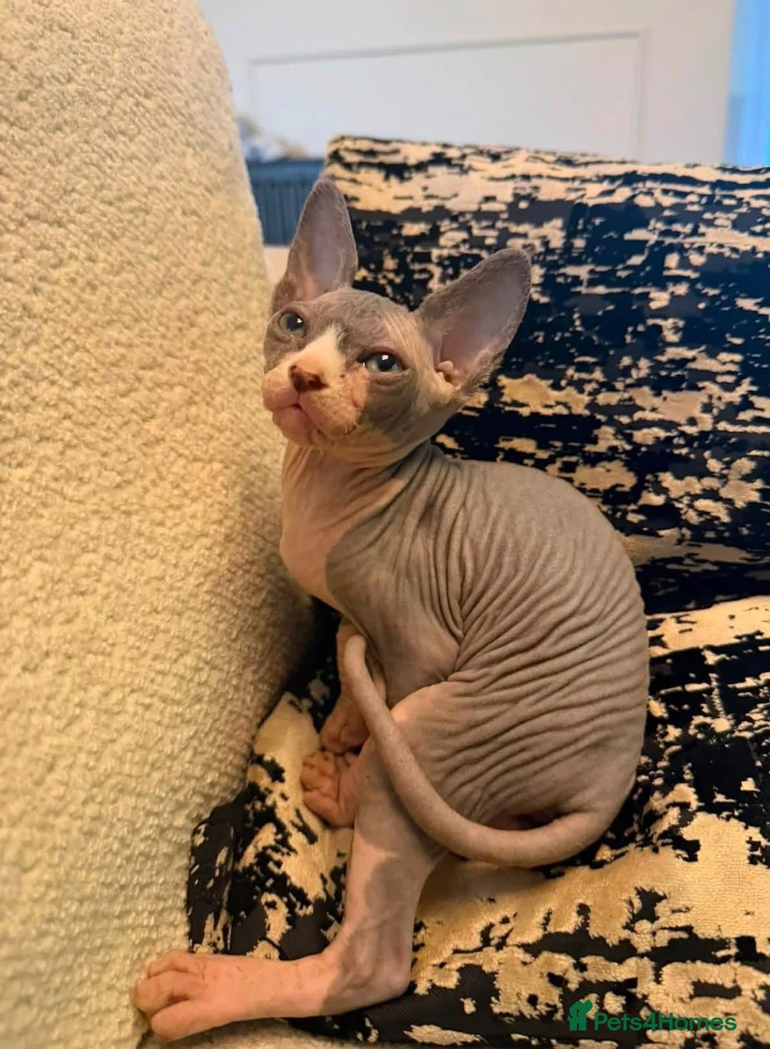 Sphynx cats for sale: 7-Month-Old Male & Female Sphynx Cats For Sale - Advert 2