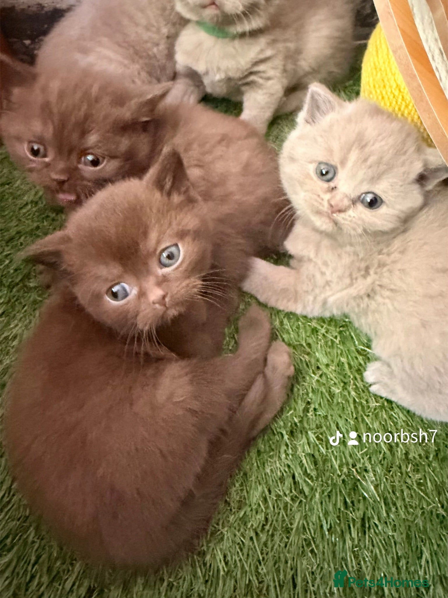 British Shorthair cats Beautiful GCCF Registered BH Kittens, Choc & Lilac - Advert 2