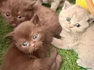 British Shorthair cats Beautiful GCCF Registered BH Kittens, Choc & Lilac - Advert 2