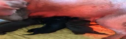 Labrador Retriever dogs for sale: Adorable chunky lab puppies  - Advert 29