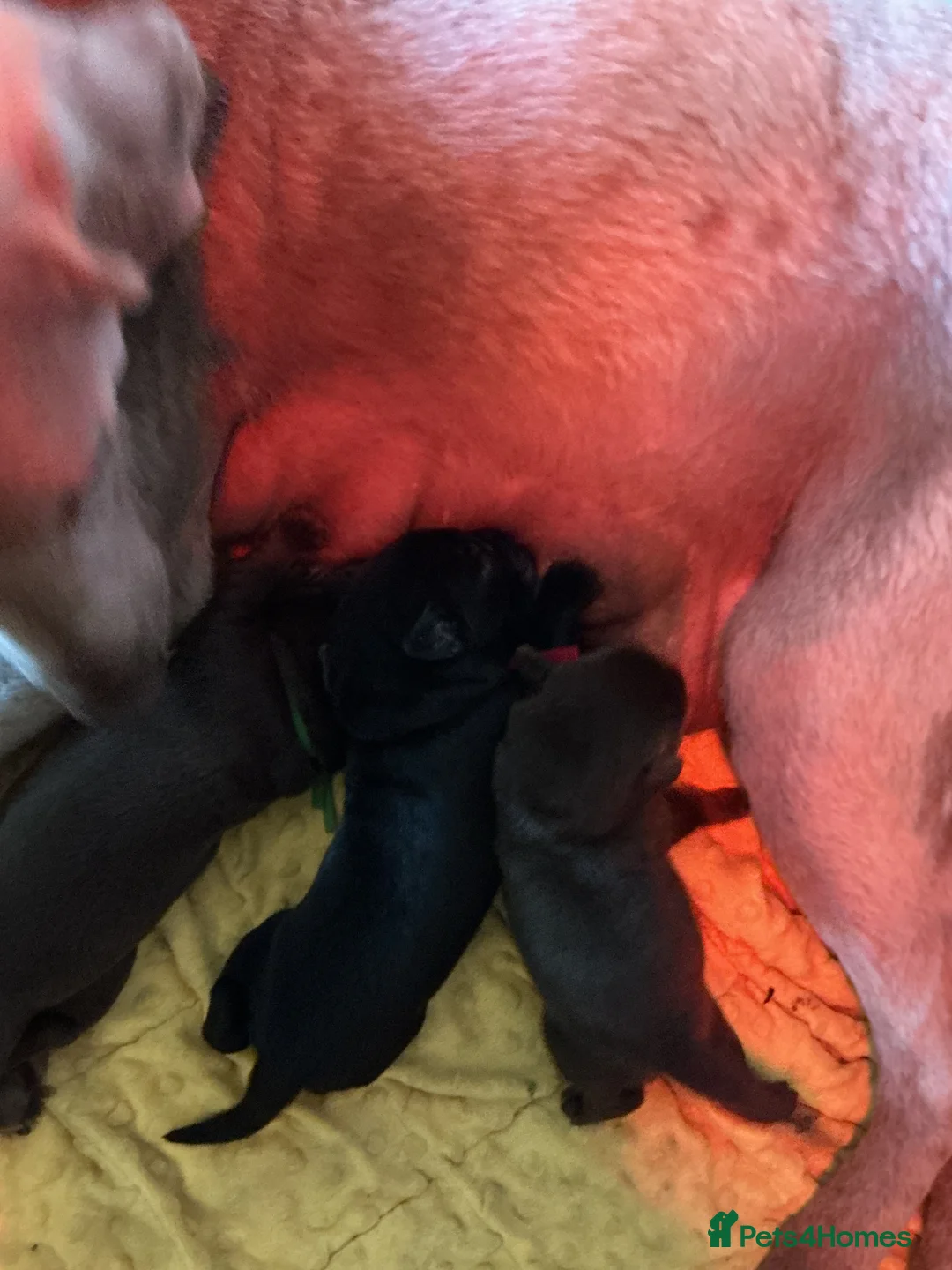 Labrador Retriever dogs for sale: Adorable chunky lab puppies  - Advert 29