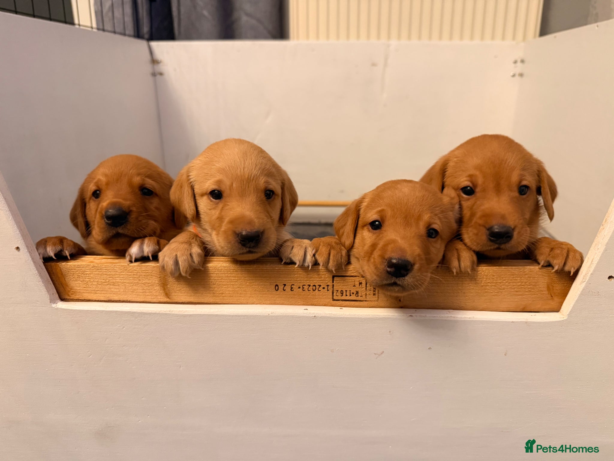 Labrador Retriever dogs FTCH KC Registered  - Advert 1