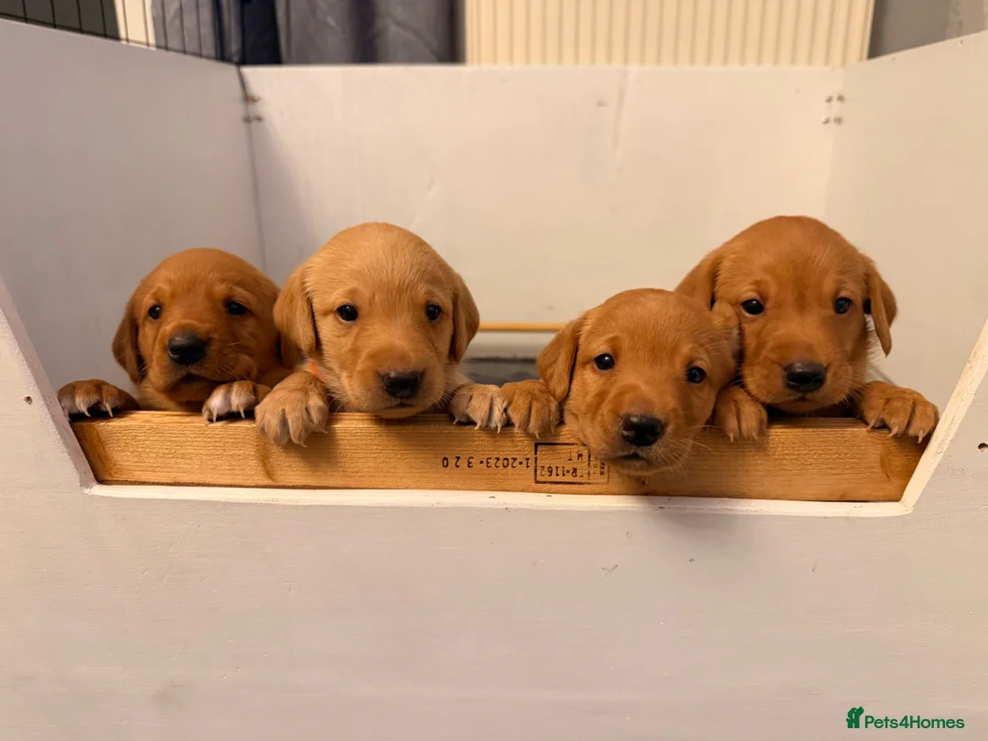 Labrador Retriever dogs for sale: FTCH KC Registered  - Advert 1
