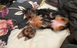 Yorkshire Terrier dogs for sale: Puppies for sale - Image 5