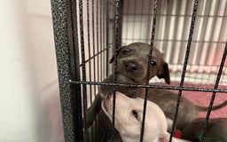 Whippet dogs for sale: KC Registered Whippet Puppies - Image 8