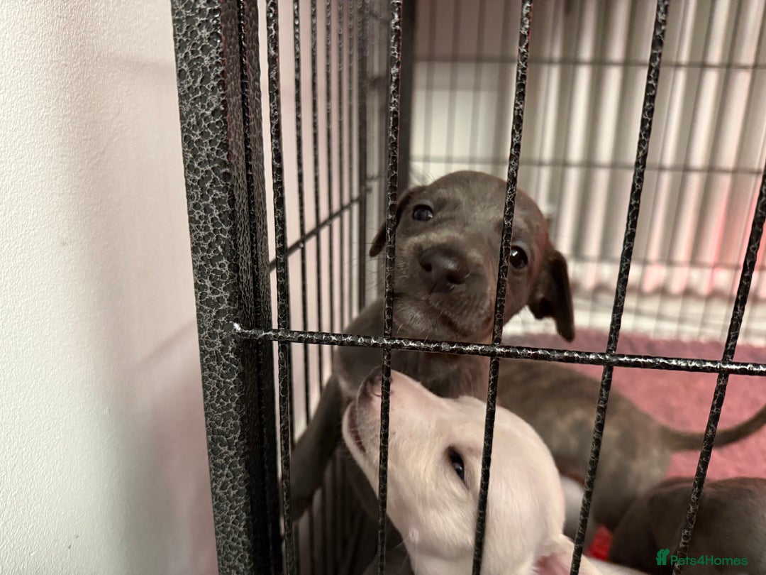 Whippet dogs for sale: KC Registered Whippet Puppies - Image 8