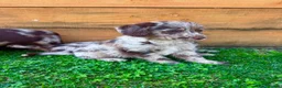Labradoodle dogs for sale: Chocolate & Chocolate Merle Labradoodle Babies 🐾 - Advert 13