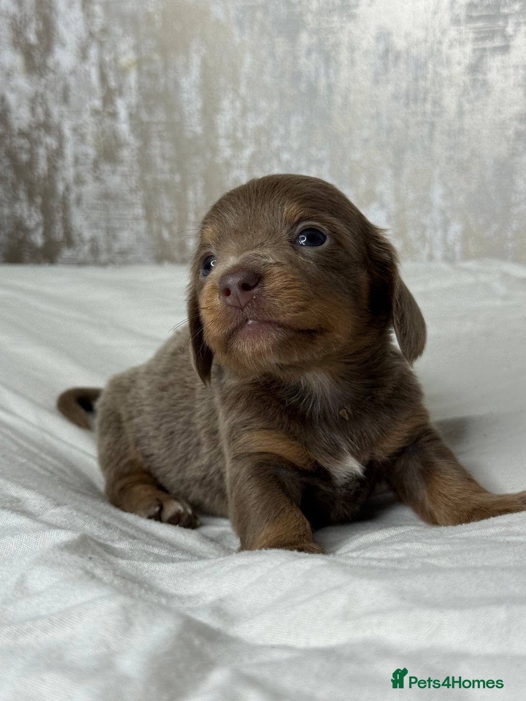 Miniature Dachshund dogs for sale: quality minature dachshunds (ready 14th october) - Image 13