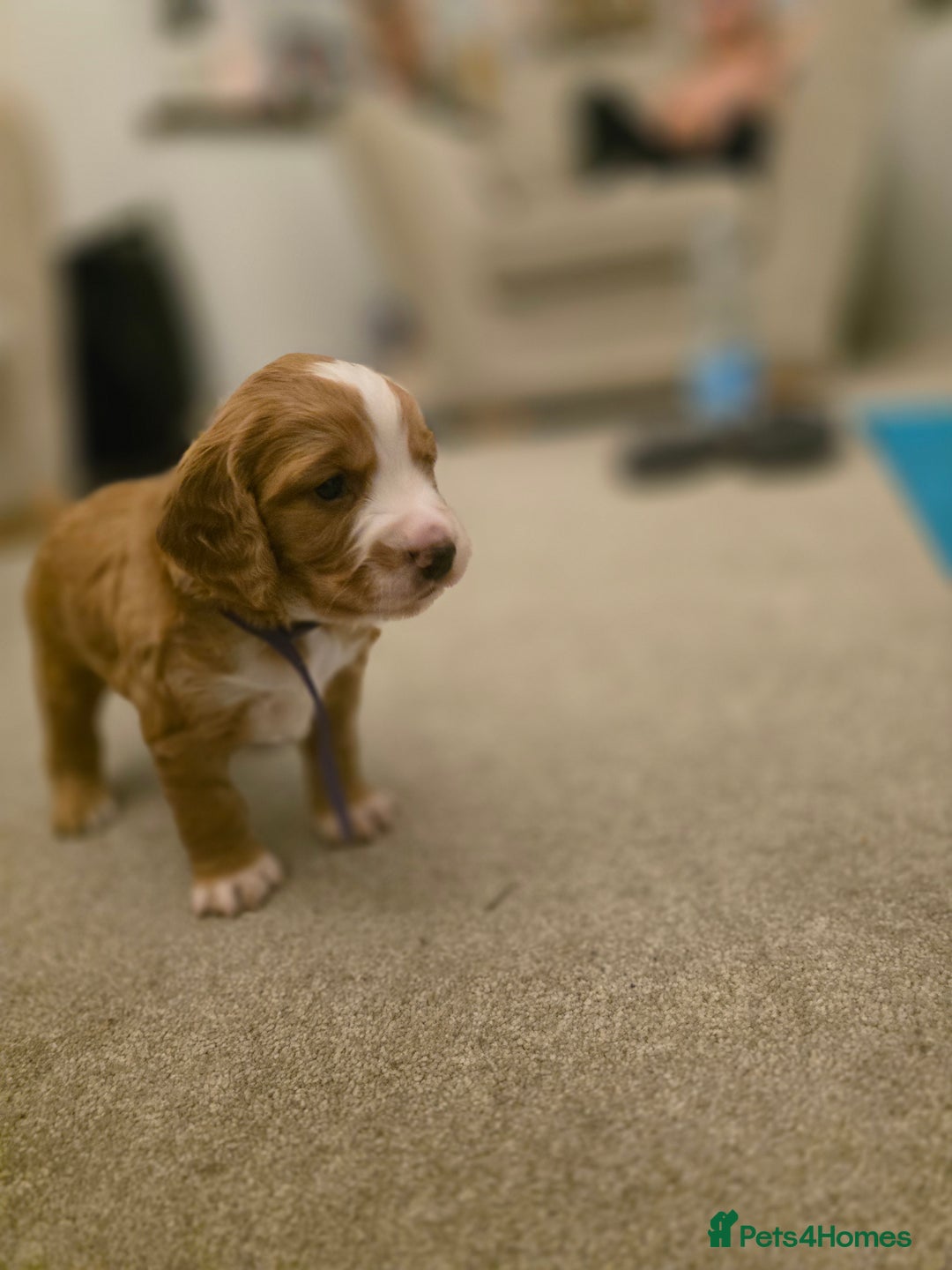 Cocker Spaniel dogs for sale: Working cocker spaniel males  - Advert 4