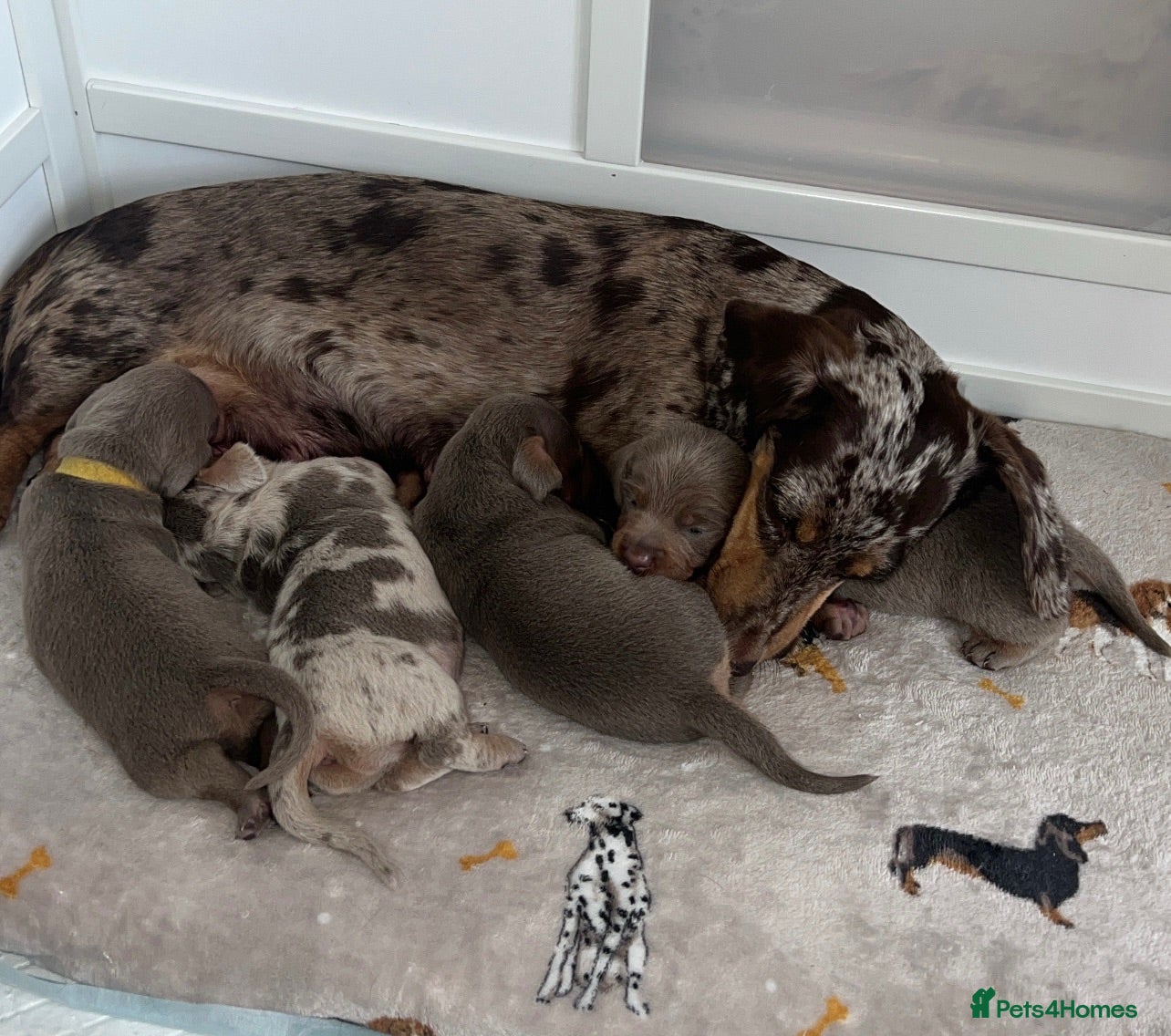 Miniature Dachshund dogs 🐾KC Miniature Dachshund Puppies 🐾 - Advert 10