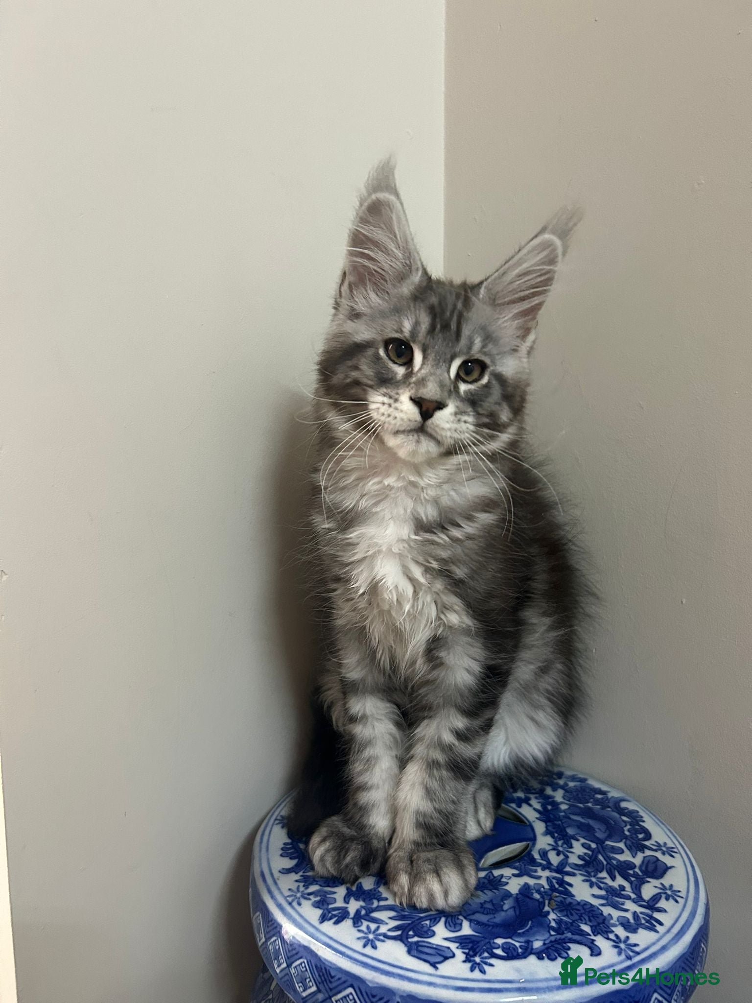 Maine Coon cats Licensed breeder-maine coon kittens - Advert 1