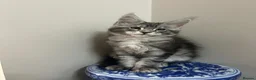 Maine Coon cats for sale: Licensed breeder-maine coon kittens - Advert 1