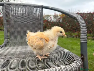 Chickens poultry 3 week old chicks - Advert 1
