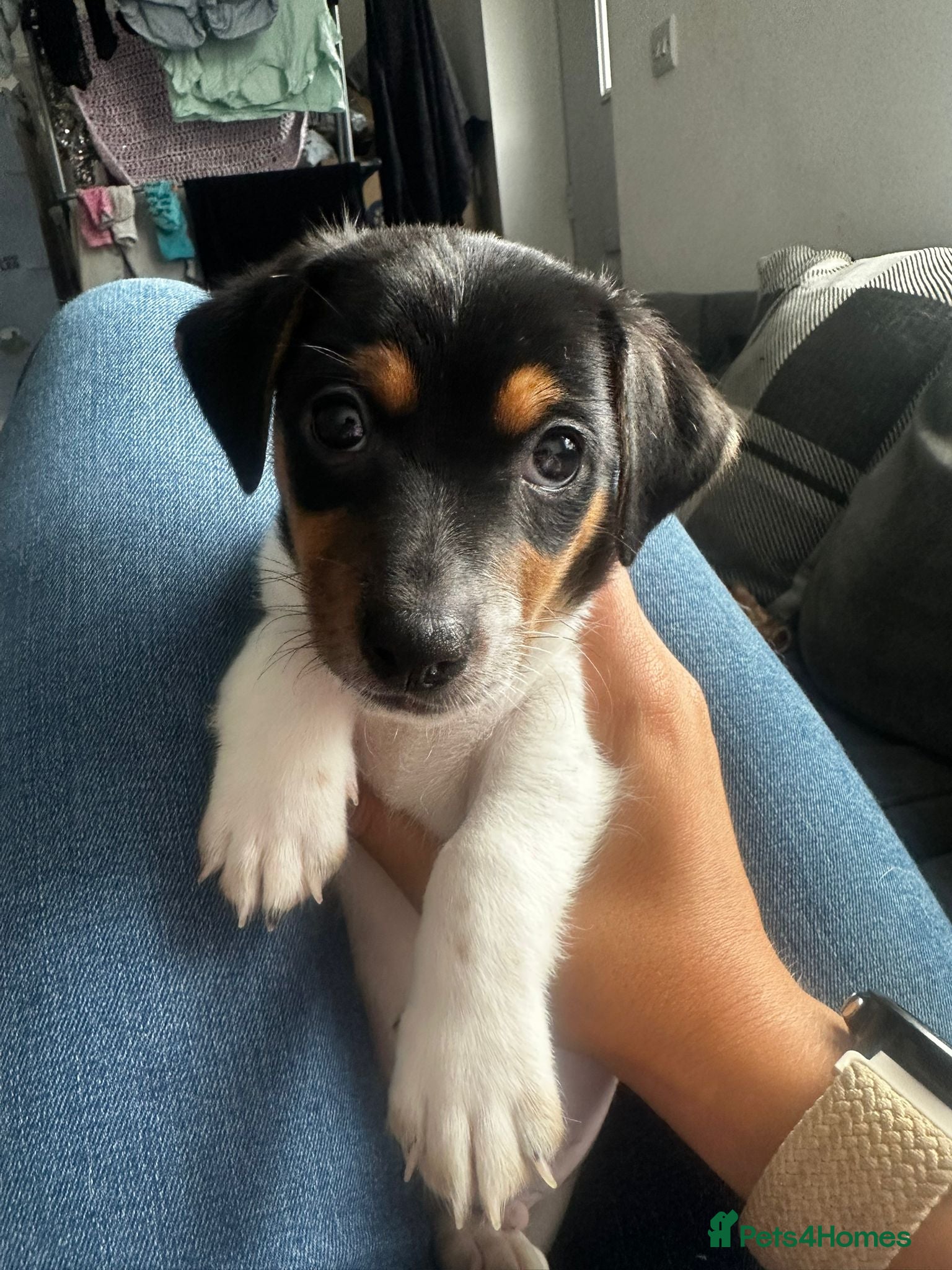 Jack Russell dogs Miniature Jack Russell puppies - blue carriers - Advert 2