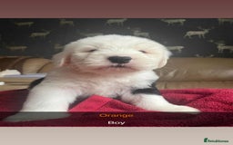 Old English Sheepdog dogs for sale: KC Registered Old English Sheepdog Pups - Image 4