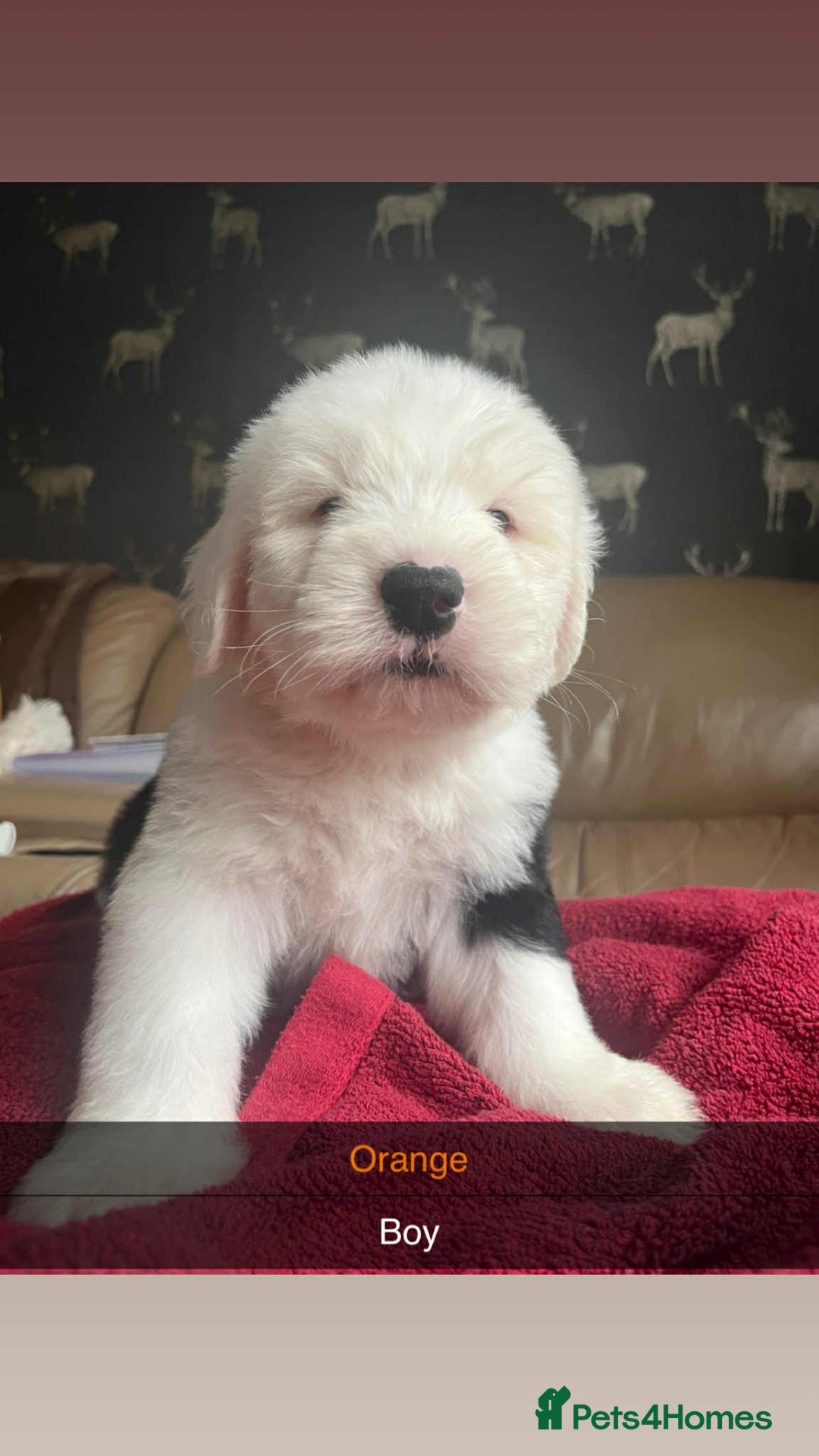 Old English Sheepdog dogs for sale: KC Registered Old English Sheepdog Pups - Image 4