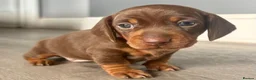 Miniature Dachshund dogs for sale: Chocolate & tan short hair miniature dachshund  - Advert 28