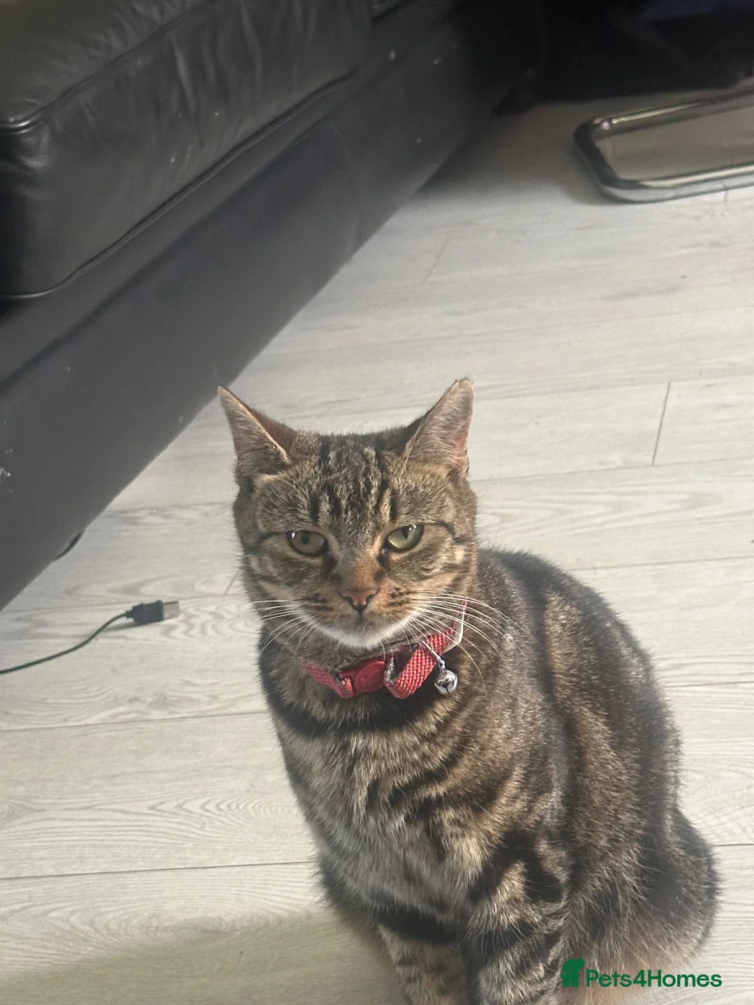 Mixed Breed cats for sale: Beautiful black kitten - Advert 1