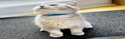 British Shorthair cats for sale: A Girl Available- GCCF/TICA British Shorthair  - Advert 28