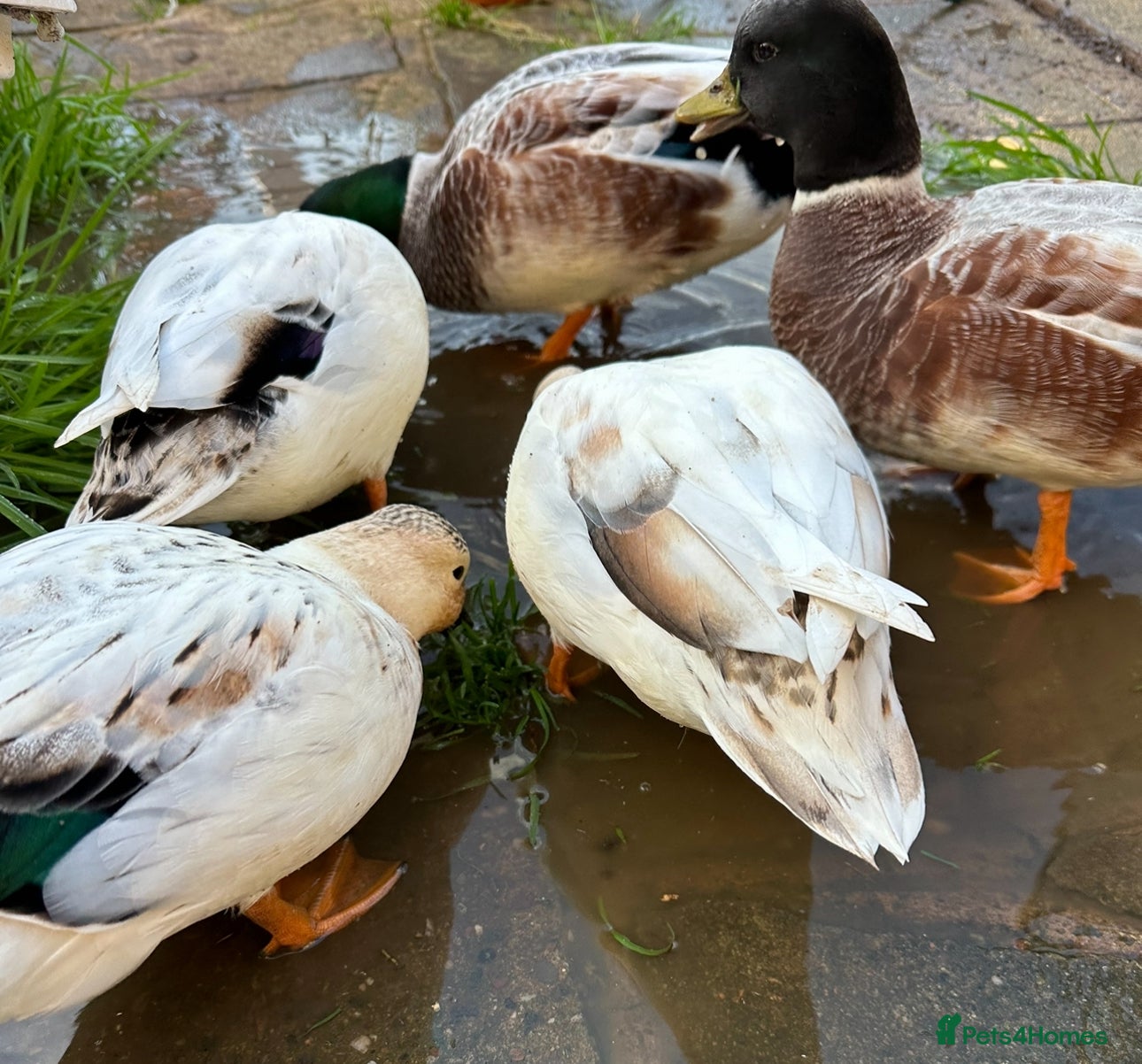 Ducks poultry Abacot Call Duck Hatching Eggs - Advert 1