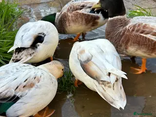 Ducks poultry Abacot Call Duck Hatching Eggs - Advert 1