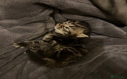 British Shorthair cats for sale: 4 Beautiful British Shorthair cross Kittens  - Image 24
