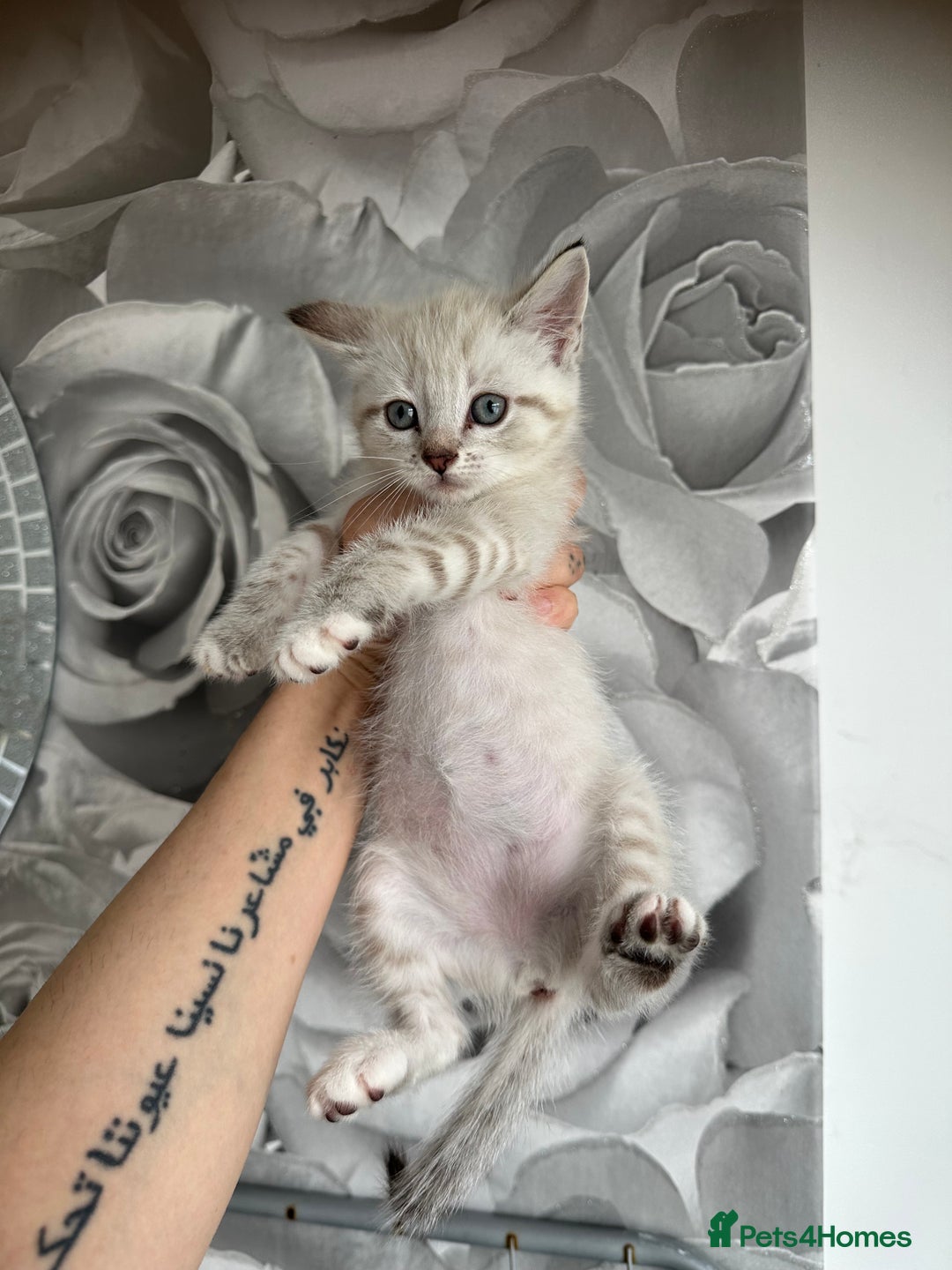 Mixed Breed cats for sale: 2 kittens  - Image 3