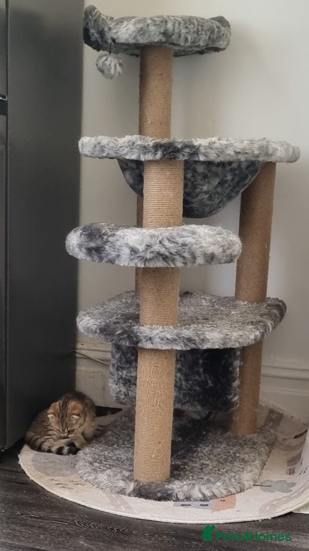 Scottish Fold cats for sale: Scottish fold 1 female left  - Image 10