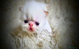 Persian cats for sale: Beautiful and Rare Purebred Persian Kittens - Image 23
