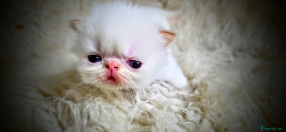 Persian cats for sale: Beautiful and Rare Purebred Persian Kittens - Image 23