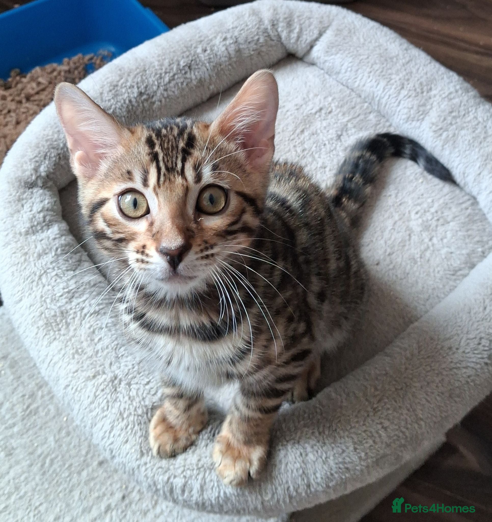 Bengal cats Traditional brown Bengal - Advert 18