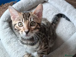 Bengal cats Traditional brown Bengal - Advert 1