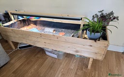 Tortoise reptiles for sale: Hermann’s Tortoise – 20 Months Old - Image 2