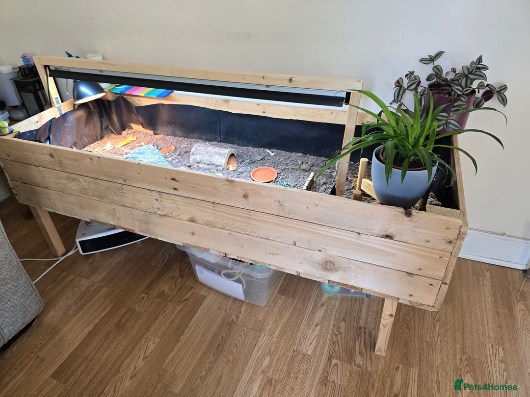 Tortoise reptiles for sale: Hermann’s Tortoise – 20 Months Old - Image 2