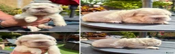 French Bulldog dogs for stud: Fluffy Stud - Advert 13