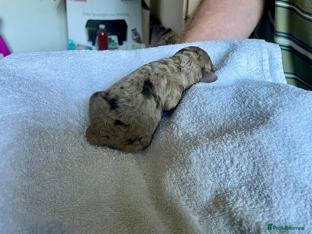 Cockapoo dogs for sale: Stunning F1BB cockapoos merles /phantoms/red ❤️ - Image 11
