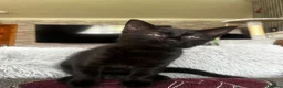 British Longhair cats for sale: 4 Beautiful Kittens Left  - Advert 9