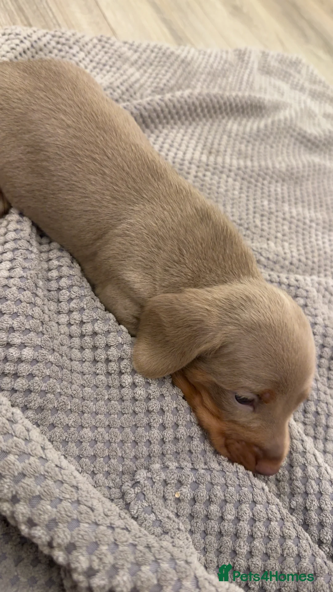 Dachshund dogs for sale: Miniature dachshunds  - Advert 3