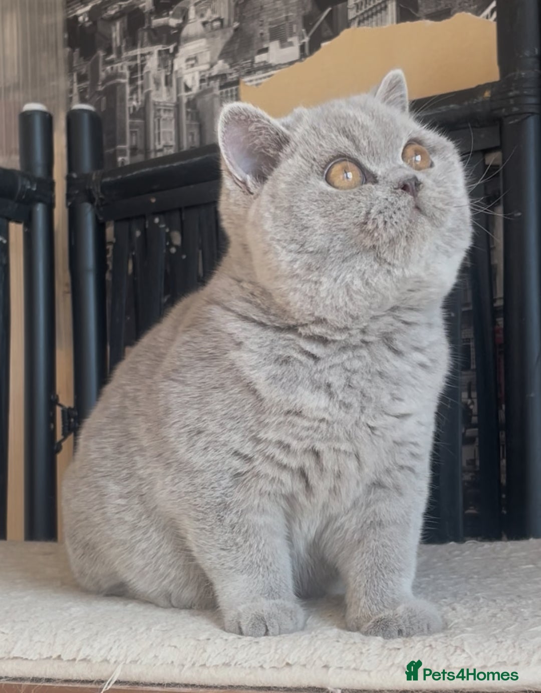 British Shorthair cats for sale: Beautiful BSH lilac girl for sale - Advert 5