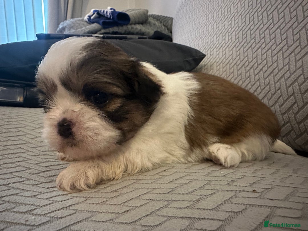 Shih Tzu dogs for sale: Beautiful Shih Zu Puppies  - Image 15