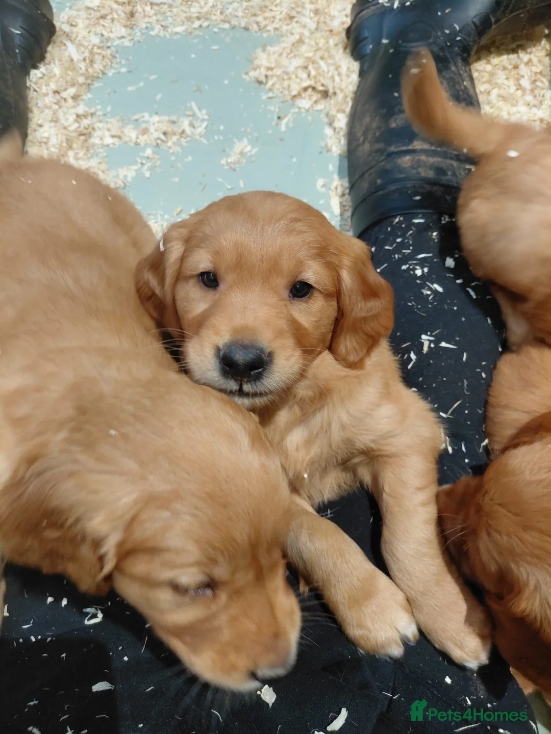 Golden Retriever dogs for sale: BEAUTIFUL GOLDEN RETRIEVERS-PARENTS HEALTH TESTED - Advert 7