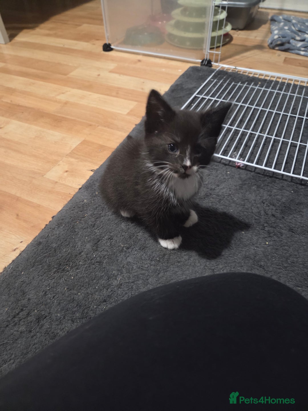 Mixed Breed cats for sale: 3 Gorgeous Male Kittens Looking for Forever Homes - Advert 5