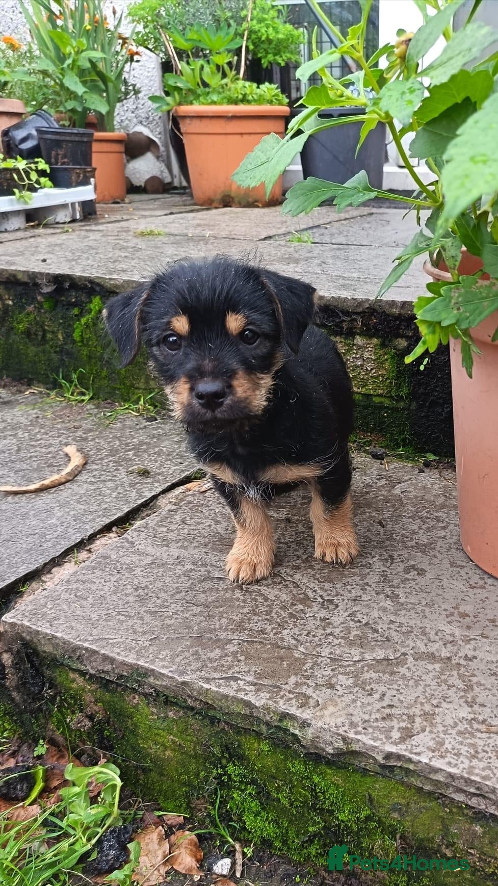 Chorkie dogs Ready now 🐶 last little Chorkie boy Bobby - Advert 3