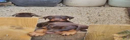 Dobermann dogs for sale: Dobermann puppies  - Advert 4