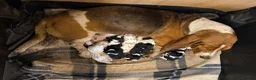 Basset Hound dogs for sale: Beautiful Basset Hound Puppies in Brecon - Advert 8