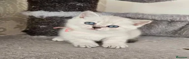 British Shorthair Kitten 6