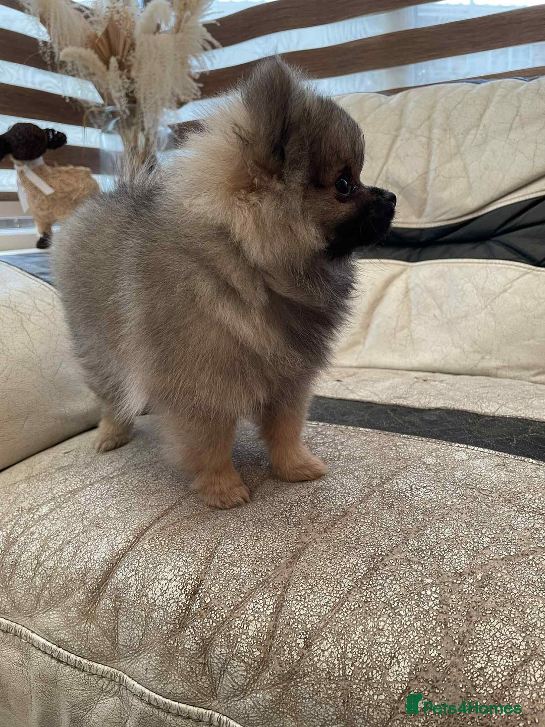 Pomeranian dogs for sale: Pomeranians  - Advert 7